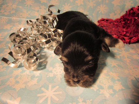 havanese-puppies